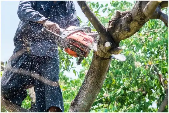 tree services Somerset